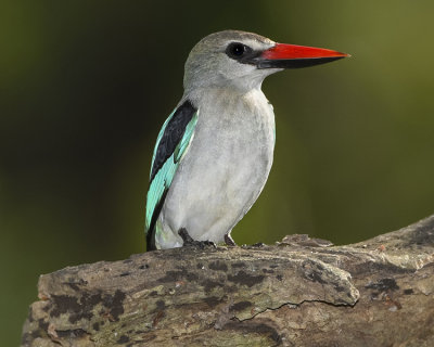 WOODLAND KINGFISHER