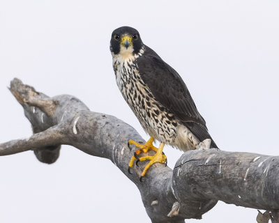 PEREGRINE FALCON