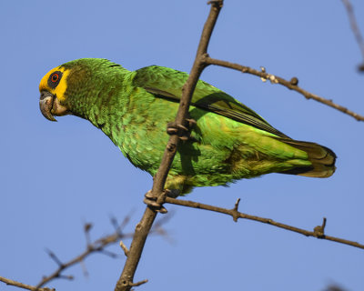 YELLOW-FRONTED PARROT