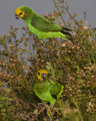 YELLOW-FRONTED PARROT