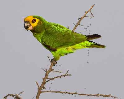 YELLOW-FRONTED PARROT  (endemic)