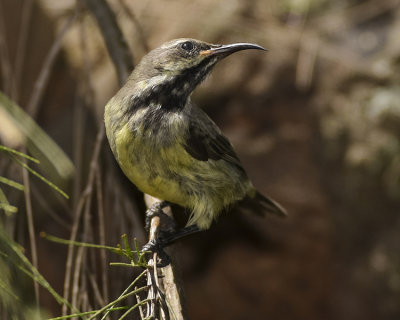 SUNBIRD