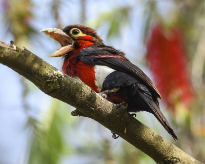 DOUBLE-TOOTHED BARBET