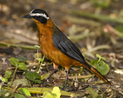 RUPPELL'S ROBIN-CHAT