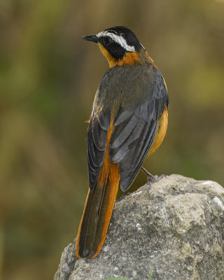 RUPPELL'S ROBIN-CHAT