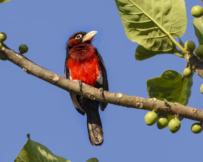 DOUBLE-TOOTHED BARBET