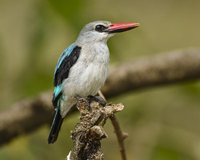 WOODLAND KINGFISHER