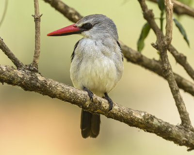 WOODLAND KINGFISHER