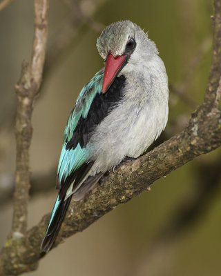 WOODLAND KINGFISHER