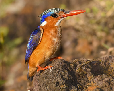 MALACHITE KINGFISHER