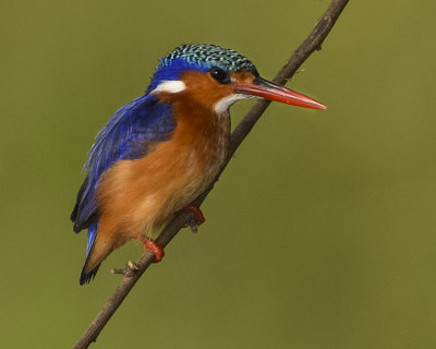 MALACHITE KINGFISHER