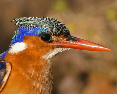 MALACHITE KINGFISHER