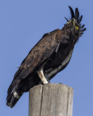 LONG-CRESTED EAGLE