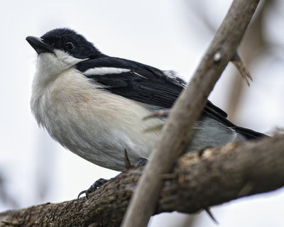 TROPICAL BOUBOU