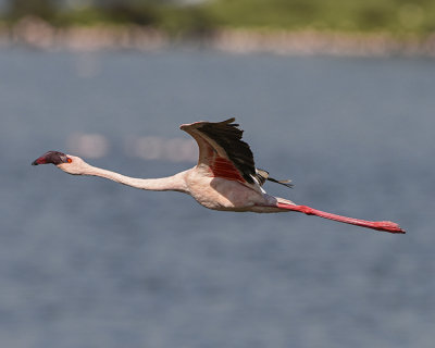 LESSER FLAMINGO