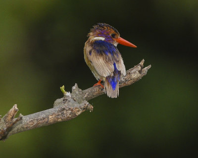 AFRICAN PYGMY KINGFISHER