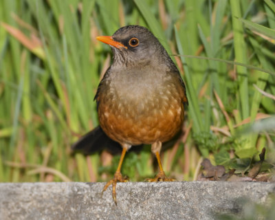 ABYSSINIAN THRUSH