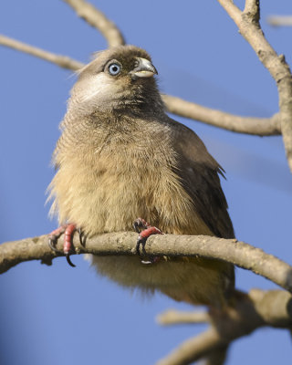 SPECKLED MOUSEBIRD