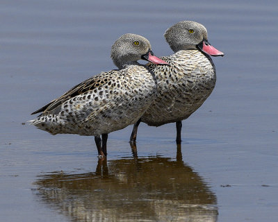 CAPE TEAL