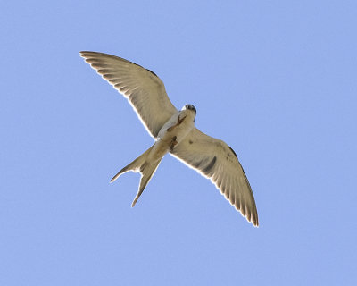 AFRICAN SWALLOW-TAILED KITE