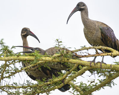 HADADA IBIS