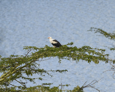 FISH EAGLE