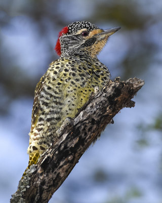 NUBIAN WOODPECKER ♀