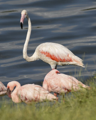 GREATER FLAMINGO (with Lesser Flamingos)