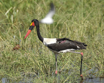 SADDLE-BILLED STORK