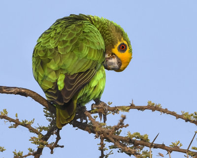 YELLOW-FRONTED PARROT (endemic)