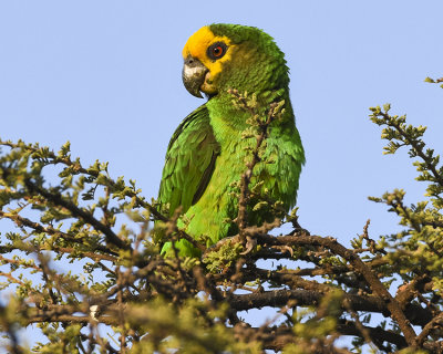 YELLOW-FRONTED PARROT