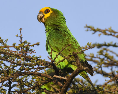 YELLOW-FRONTED PARROT