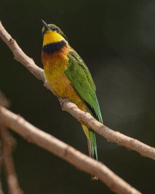 CINNAMON-CHESTED BEE-EATER
