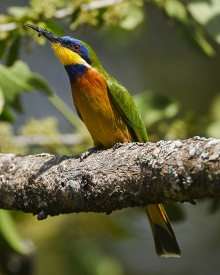 BLUE-BREASTED BEE-EATER