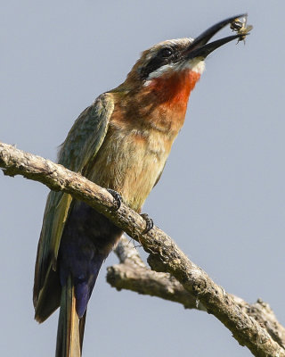 WHITE-FRONTED BEE-EATER