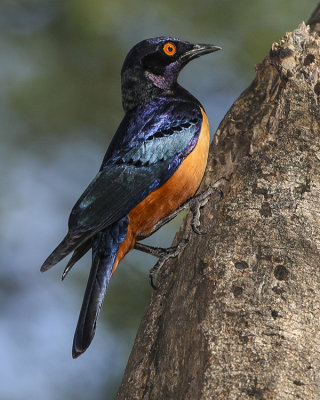 HILDEBRANDT'S STARLING