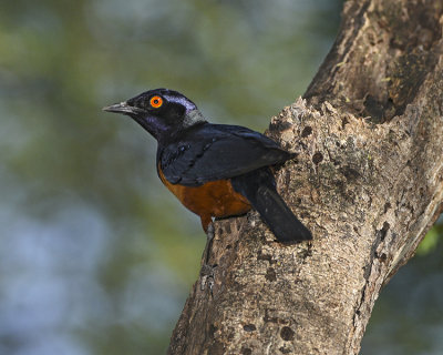 HILDEBRANDT'S STARLING