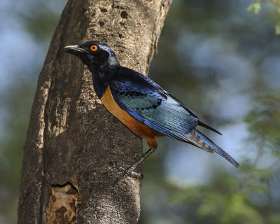 HILDEBRANDT'S STARLING