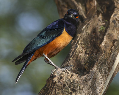 HILDEBRANDT'S STARLING