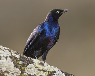 RUPPELL'S STARLING