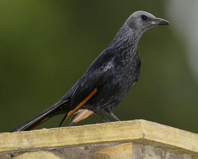 RED-WINGED STARLING