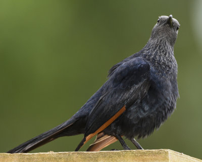 RED-WINGED STARLING