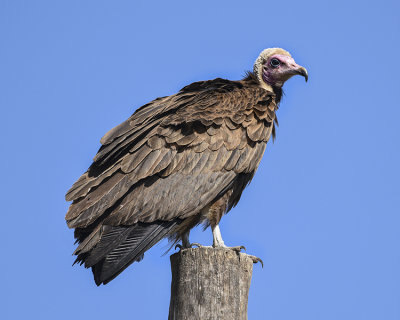 HOODED VULTURE
