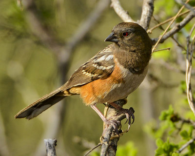 SPOTTED TOWHEE