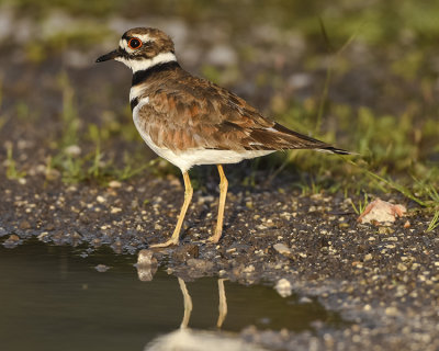 KILLDEER