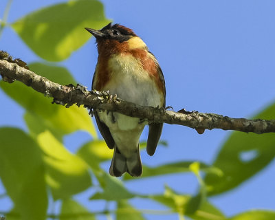 BAY-BREASTED WARBLER