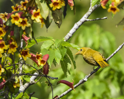 SUMMER TANAGER ♀