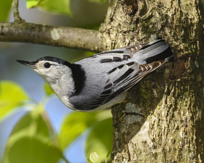 WHITE-BRESTED NUTHATCH