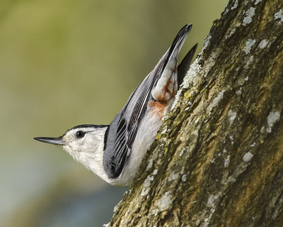 WHITE-BRESTED NUTHATCH