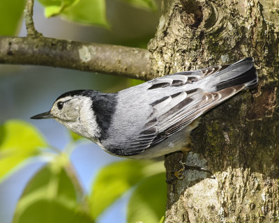 WHITE-BRESTED NUTHATCH